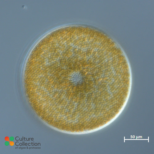 Coscinodiscus radiatus CCAP 1013/11