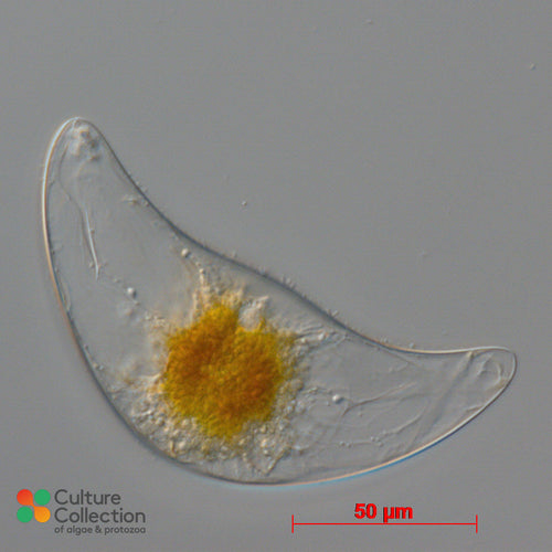 CCAP 1131/1 Pyrocystis lunula