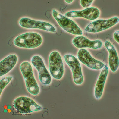 Euglena gracilis CCAP 1224/5Z