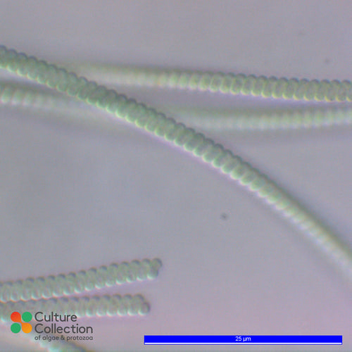 Spirulina subsalsa CCAP 1475/1