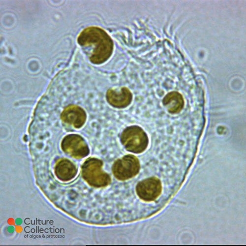 Aristerostoma sp CCAP 1603/1
