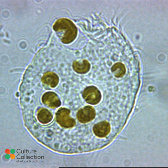 Aristerostoma sp CCAP 1603/1