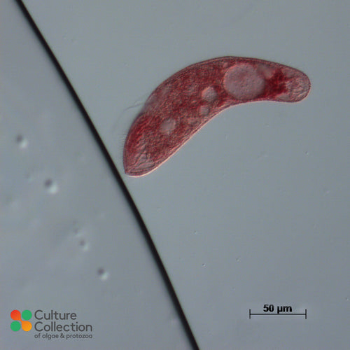 Blepharisma americanum CCAP 1607-1