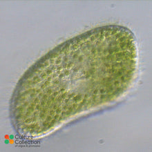 Load image into Gallery viewer, CCAP 1660/13 Paramecium bursaria