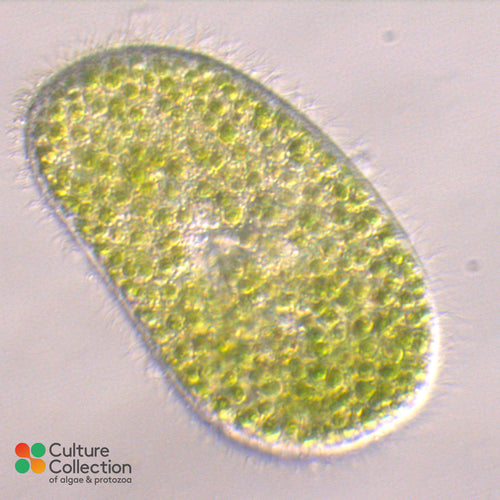 CCAP 1660/13 Paramecium bursaria