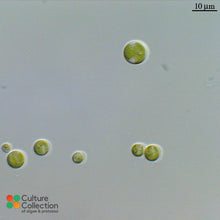 Load image into Gallery viewer, Chlorella vulgaris CCAP 211/11B