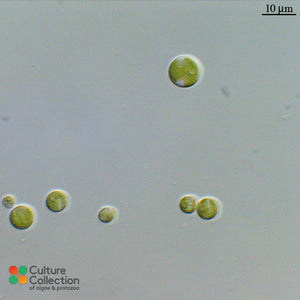 Chlorella vulgaris CCAP 211/11B