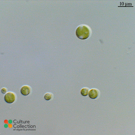 Chlorella vulgaris CCAP 211/11B