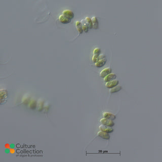 CCAP 276/16 Scenedesmus quadricauda