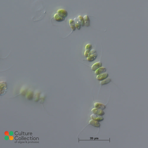 CCAP 276/16 Scenedesmus quadricauda