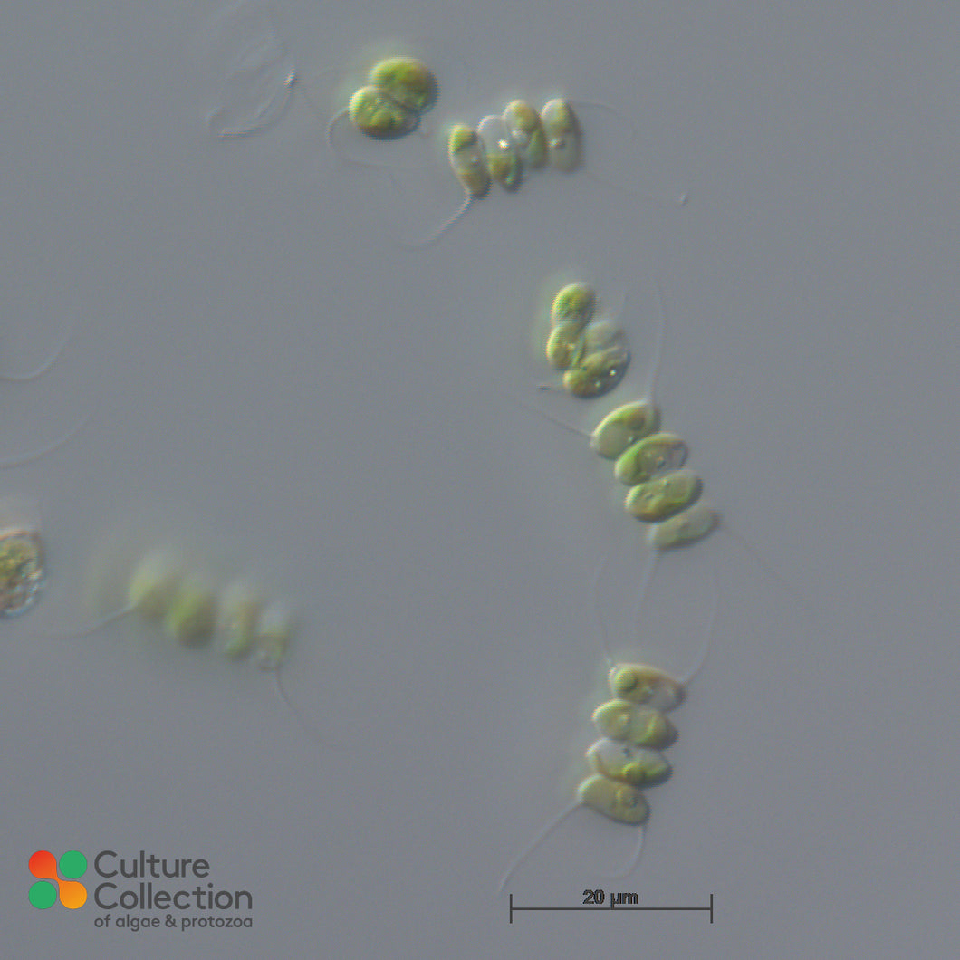 CCAP 276/16 Scenedesmus quadricauda