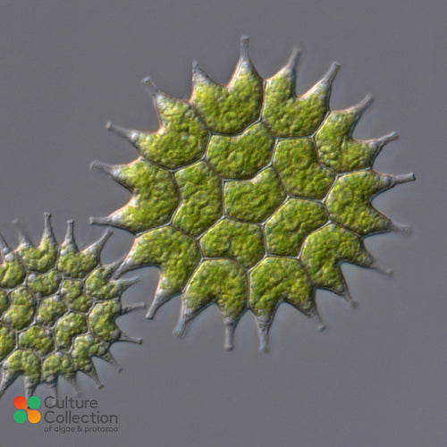 CCAP 291/1 Pseudopediastrum boryanum