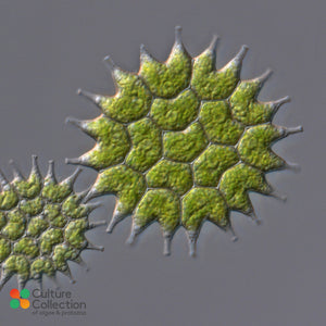 CCAP 291/1 Pseudopediastrum boryanum