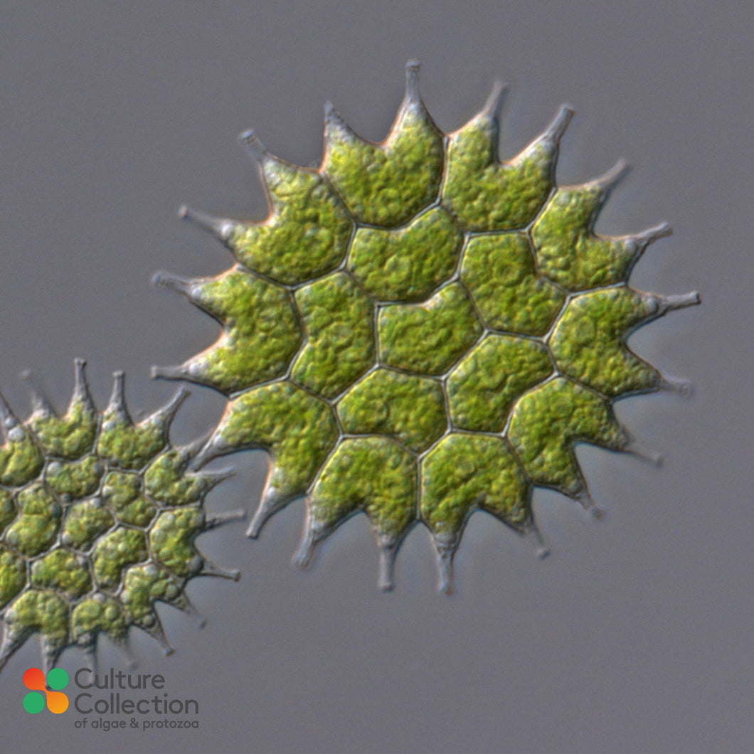 CCAP 291/1 Pseudopediastrum boryanum