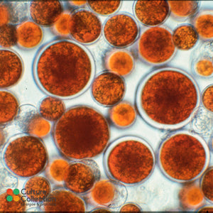 CCAP 34/6 Haematococcus pluvialis red