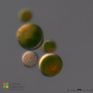 CCAP 34/6 Haematococcus pluvialis