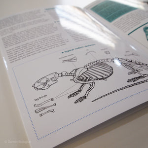 Owl Pellet FSC Folding Field Guide Rodent Skeleton