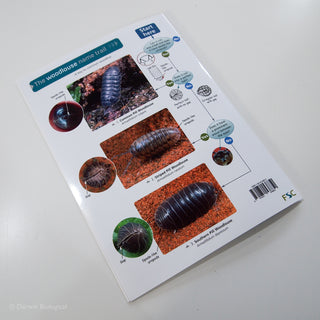 Woodlouse Woodlice Name Trail FSC Folding Field Guide