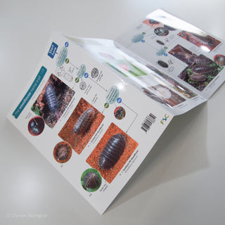Woodlouse Woodlice Name Trail FSC Folding Field Guide