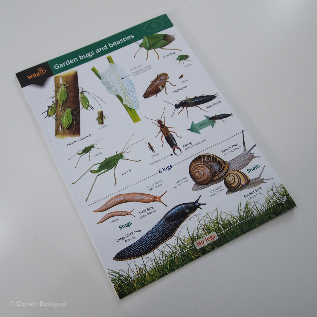 Garden Bugs and Beasties FSC Folding Field Guide