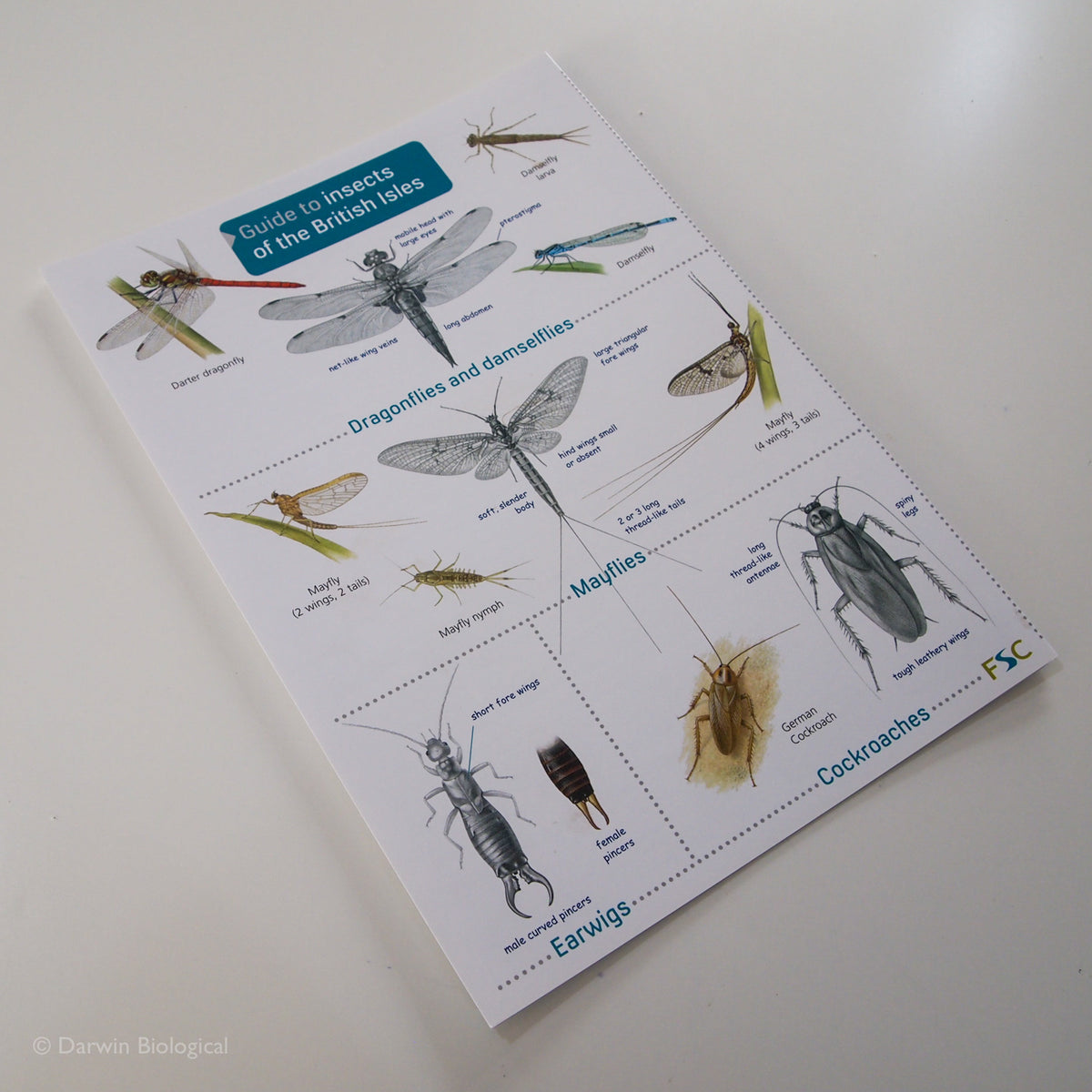 Insects Folding Guide – Darwin Biological