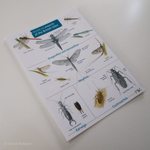 Insects FSC Folding Field Guide