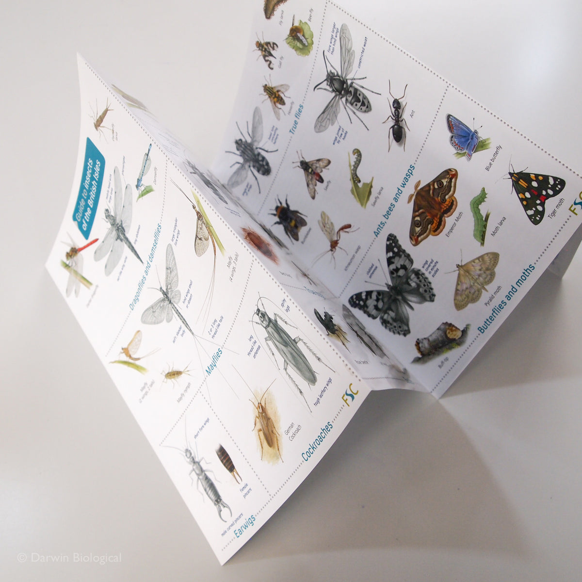 Insects Folding Guide – Darwin Biological