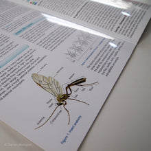 Load image into Gallery viewer, Insects FSC Folding Field Guide Inside