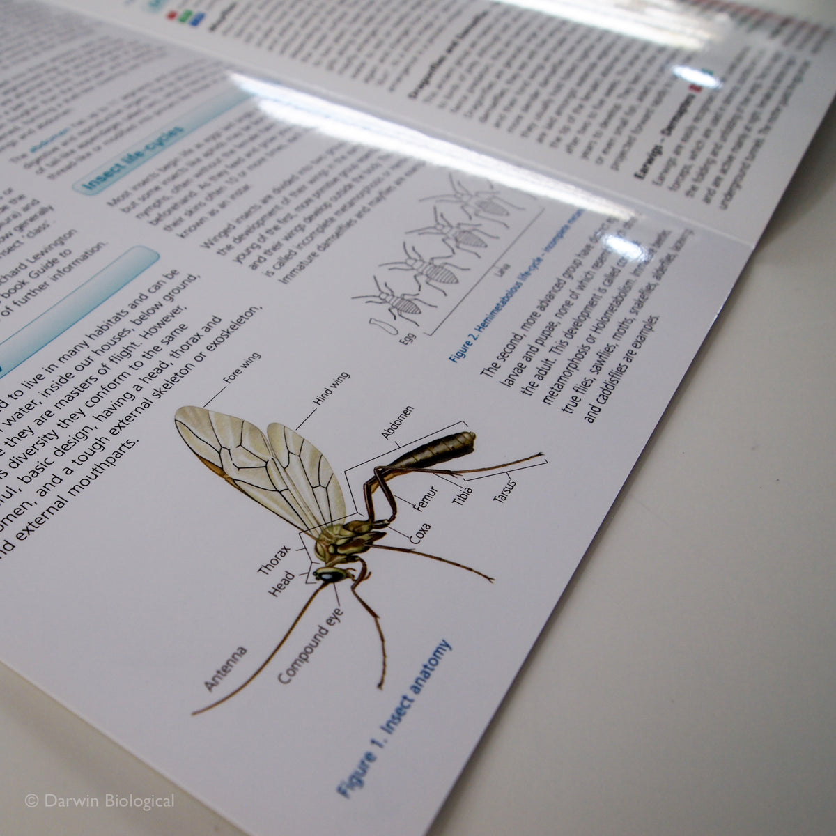 Insects Folding Guide – Darwin Biological