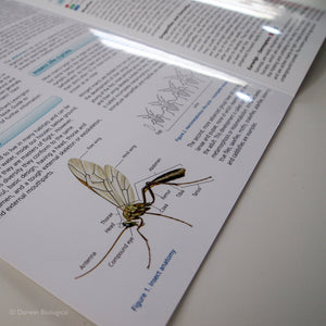 Insects FSC Folding Field Guide Inside