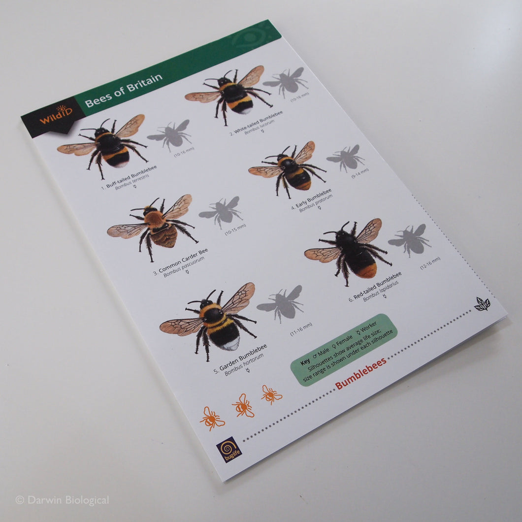 Bees FSC Folding Field Guide