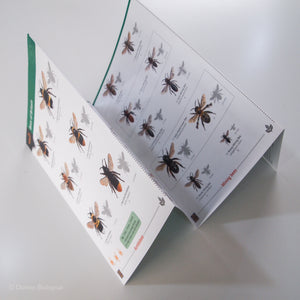 Bees FSC Folding Field Guide