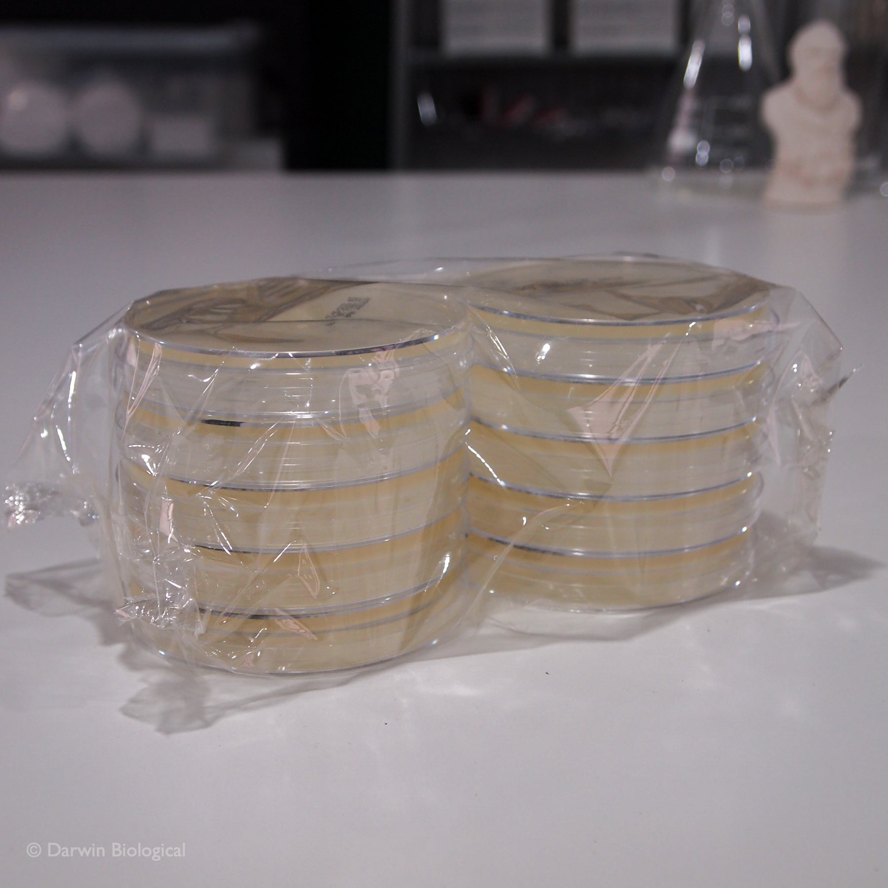 Nutrient Agar In Petri Dishes Biology Supplies Darwin Biological