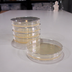 Nutrient Agar in Petri Dishes