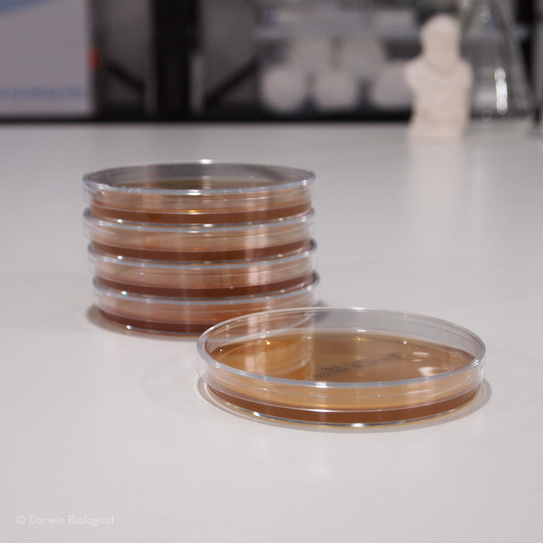 Malt Extract Agar in Petri Dishes