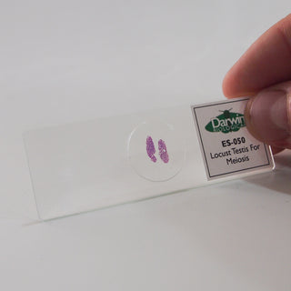 Locust Testis Microscope Slide