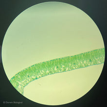 Load image into Gallery viewer, Ligustrum Privet Leaf TS Slide 100x