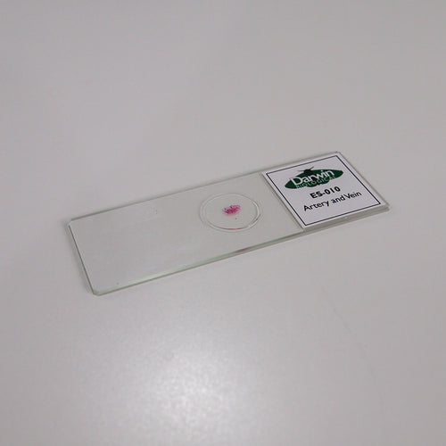 Artery and Vein Slide