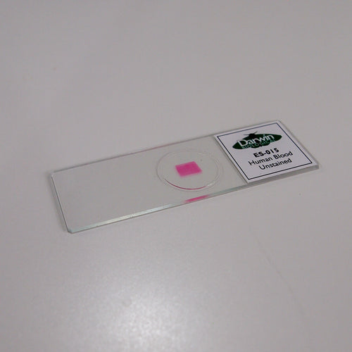Human Blood Unstained Slide