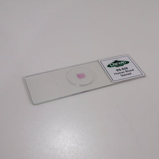 Human Blood Stained Slide