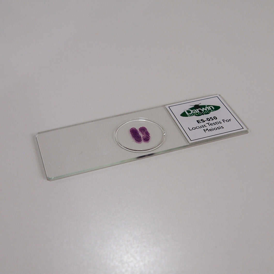 Locust Slide Locust Testis For Meiosis Slide | Biology Supplies - Darwin Biological