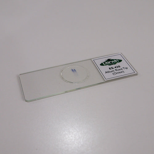 Allium Root Tip Onion Slide