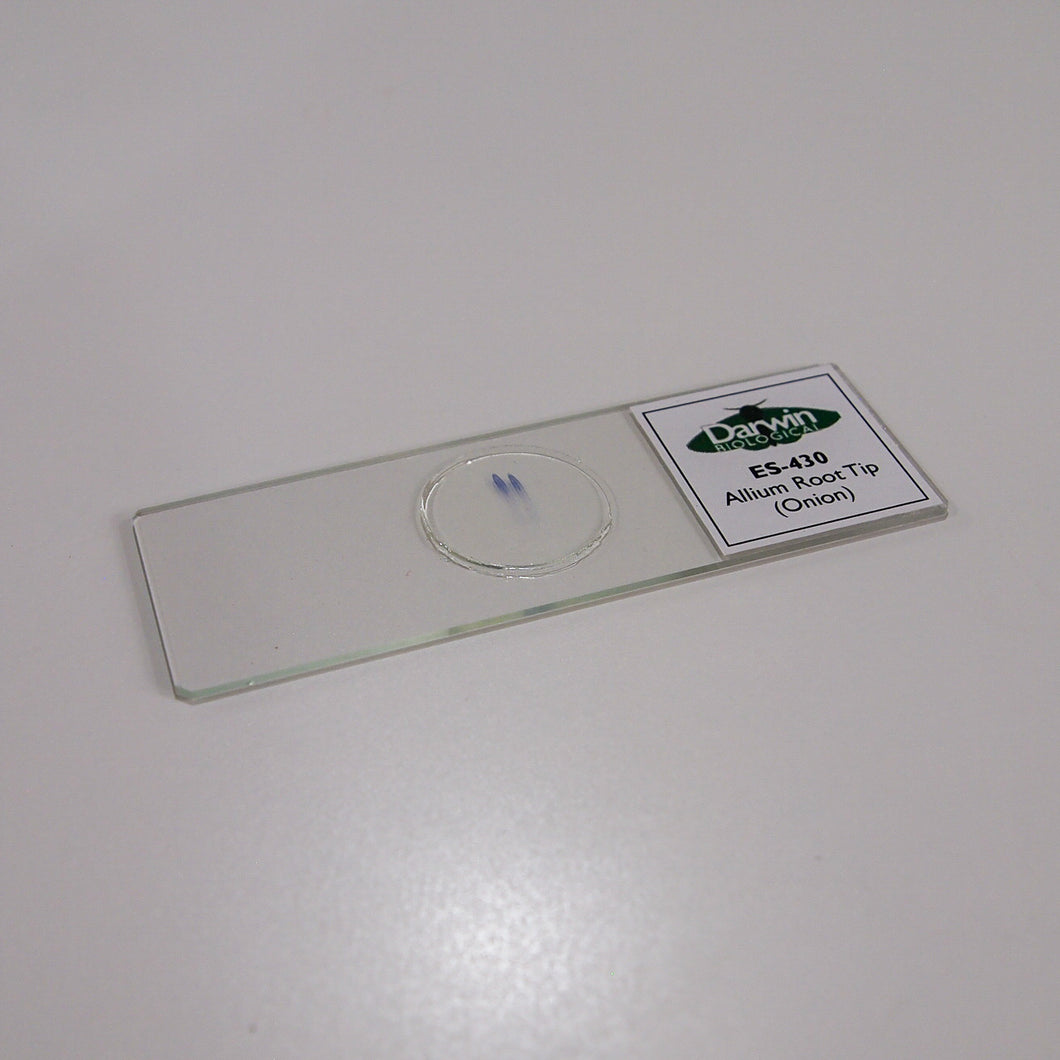 Allium Root Tip (Onion) Slide Biology Supplies Darwin Biological