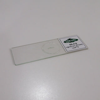 Ligustrum Privet Leaf TS Slide