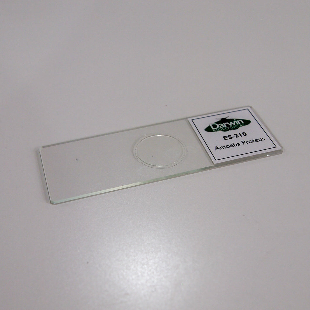 Amoeba Slide | Biology Supplies - Darwin Biological