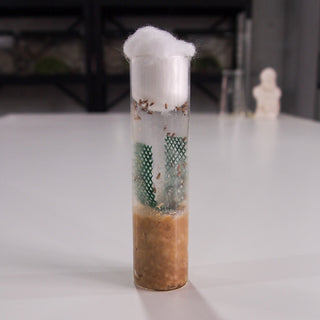 Drosophila Fruit Fly Ladders Media Tube