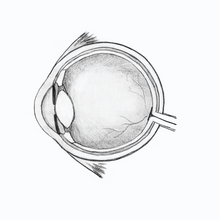 Load image into Gallery viewer, Anatomical Eye Dissection Drawing