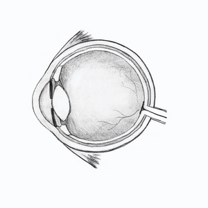 Anatomical Eye Dissection Drawing