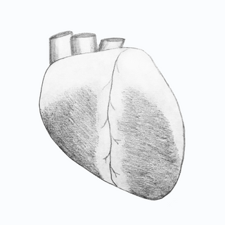Whole Sheep Heart Drawing