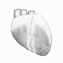 Load image into Gallery viewer, Whole Sheep Heart Drawing